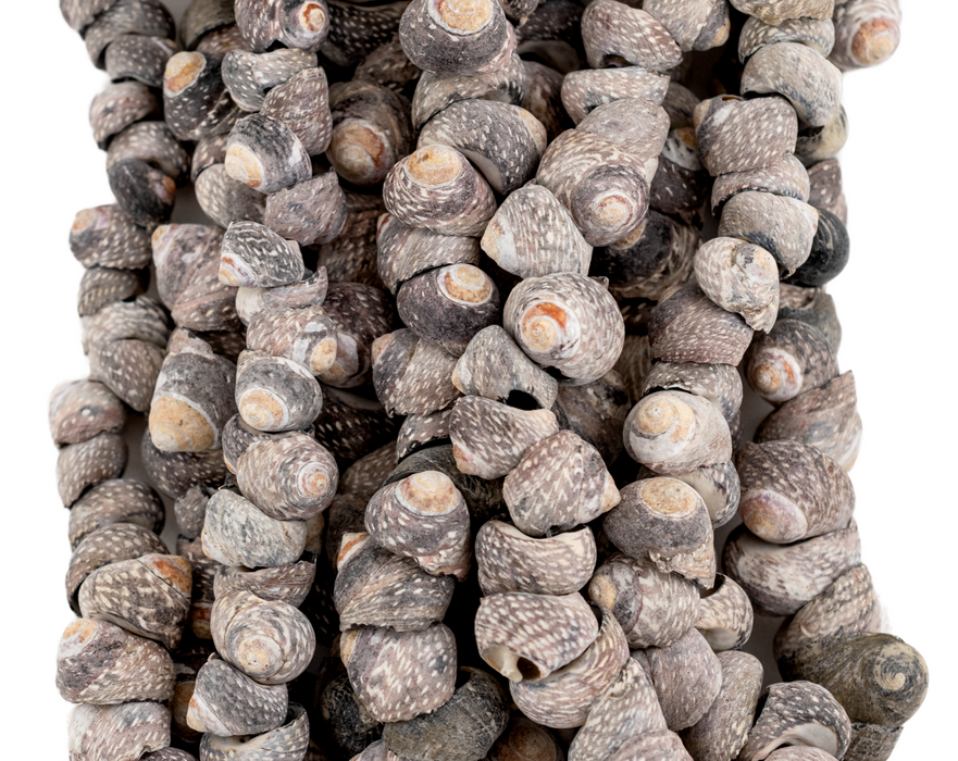 Gambian Grey Natural Seashell Beads