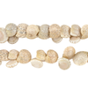 Sea Spiral Natural Shell Beads