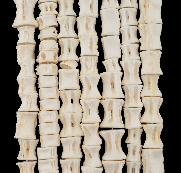 Elongated Fish Bone Beads (12-16mm)