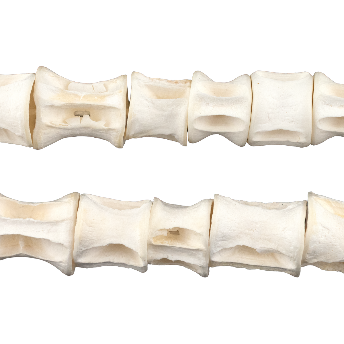 Elongated Fish Bone Beads (12-16mm) — The Bead Chest