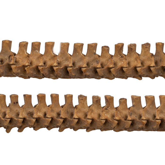 Old African Snake Vertebrae Beads #16401