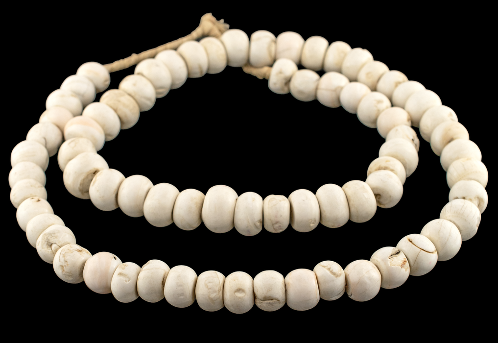 Naga Conch Shell Beads (16-19mm)