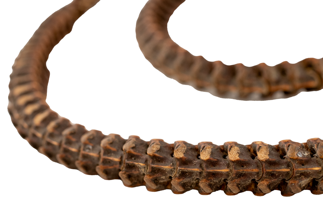 Old Authentic Snake Vertebrae Beads from Africa #17023