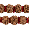 Jumbo Rudraksha Mala Beads (18-20mm)