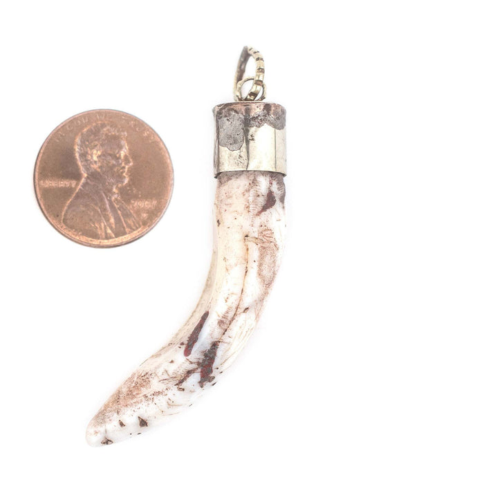 Silver Capped Conch Shell Tooth Pendant (60mm)