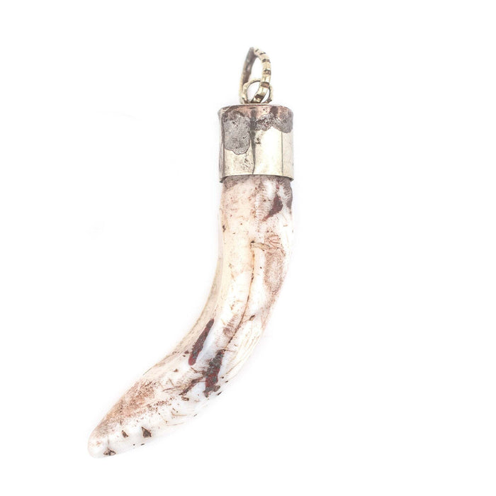 Silver Capped Conch Shell Tooth Pendant (60mm)