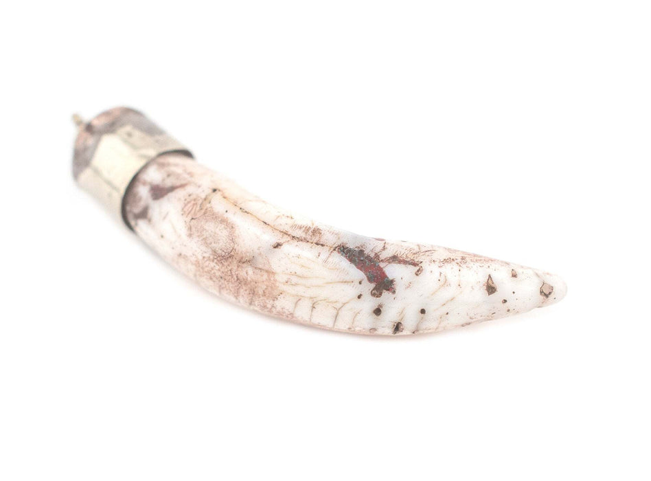 Silver Capped Conch Shell Tooth Pendant (60mm)