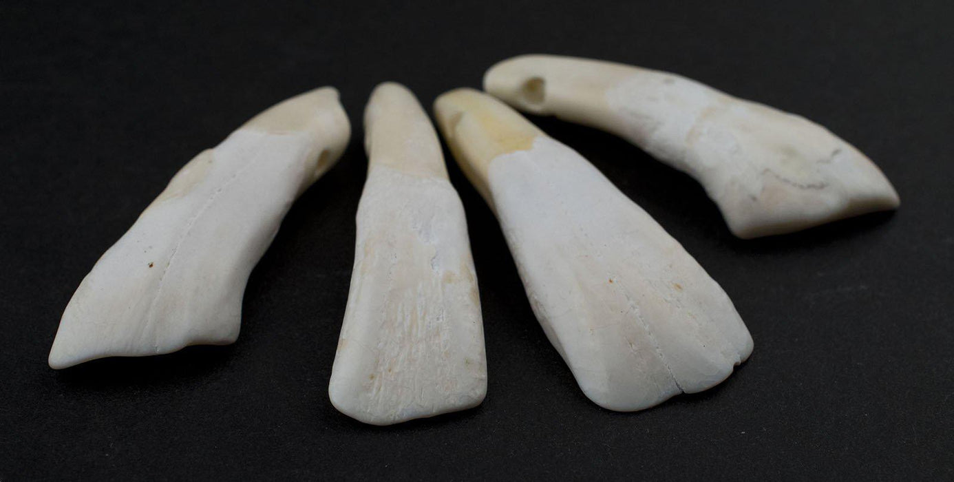 Water Buffalo Tooth Pendants (Set of 4) - The Bead Chest