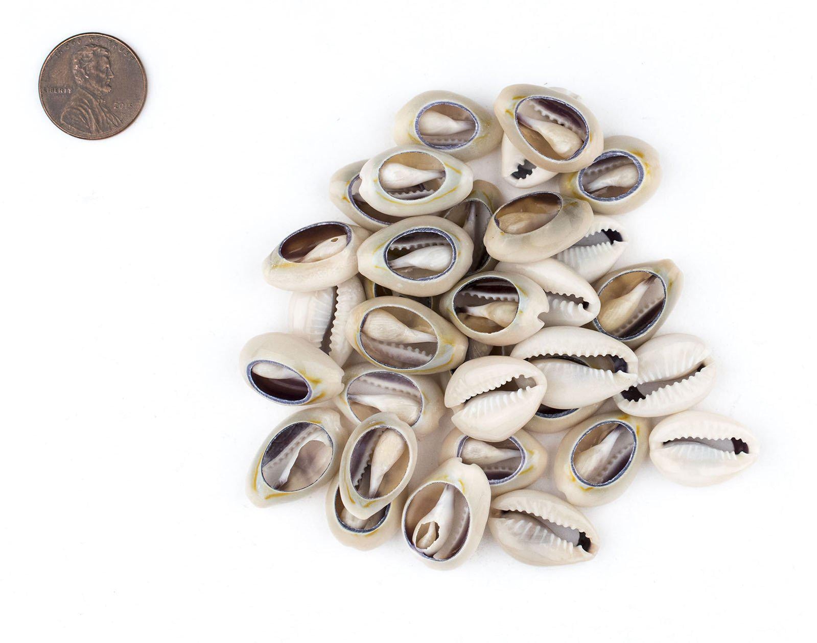 Cowrie Shells (Large) — Natural Whole Cowrie Shells | The Bead Chest