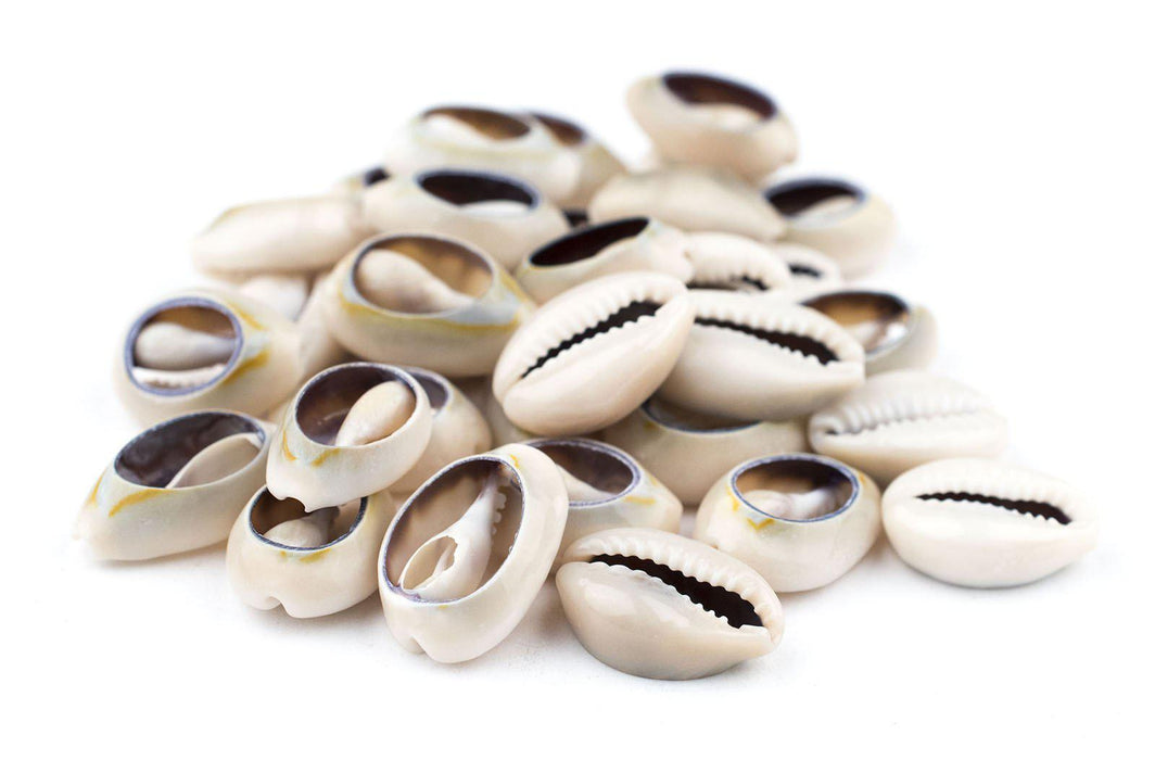 Cowrie Shells (Large) — Natural Whole Cowrie Shells | The Bead Chest
