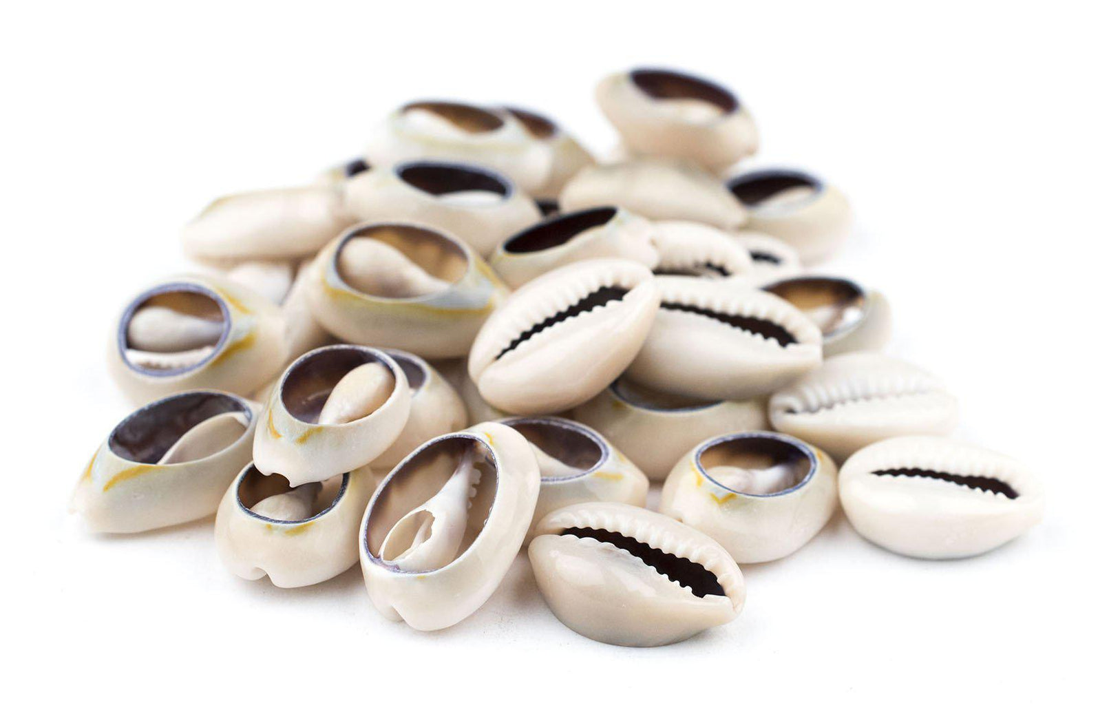 Cowrie Shells (Large) — The Bead Chest