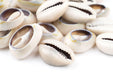 Cowrie Shells (Large) - The Bead Chest