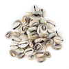 Cowrie Shells (Medium)