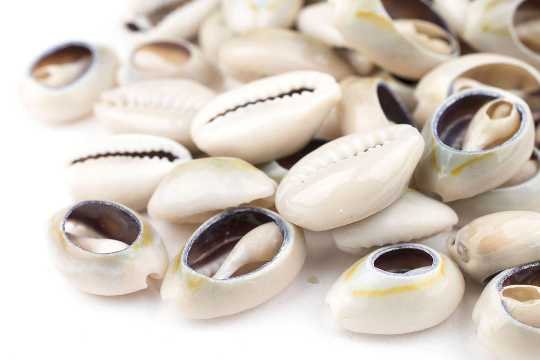 Cowrie Shells (Medium) — The Bead Chest