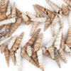 West African Porcupine Shell Beads (Brown)