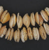 Antique Mauritanian Conus Shell Beads (Graduated)