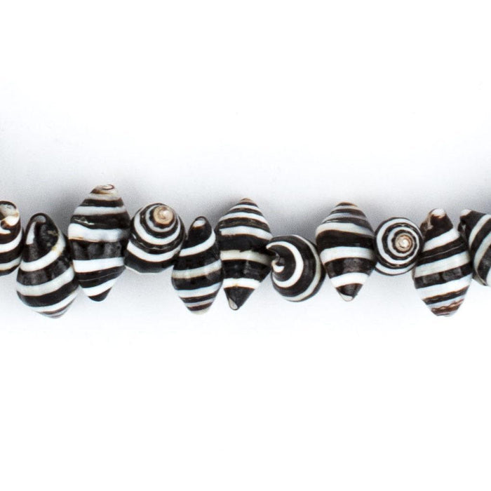 Natural Zebra Shell Beads - The Bead Chest