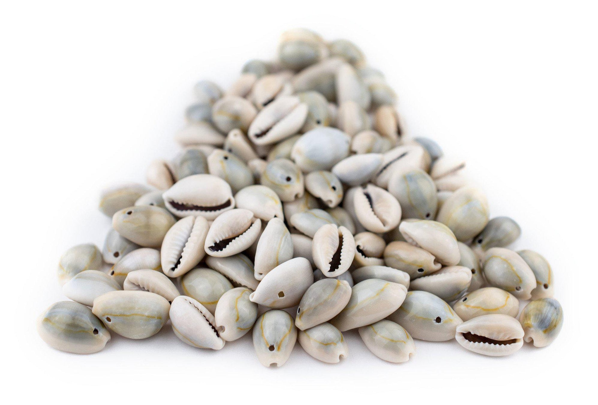 Drilled Cowrie Shells (Small) — The Bead Chest