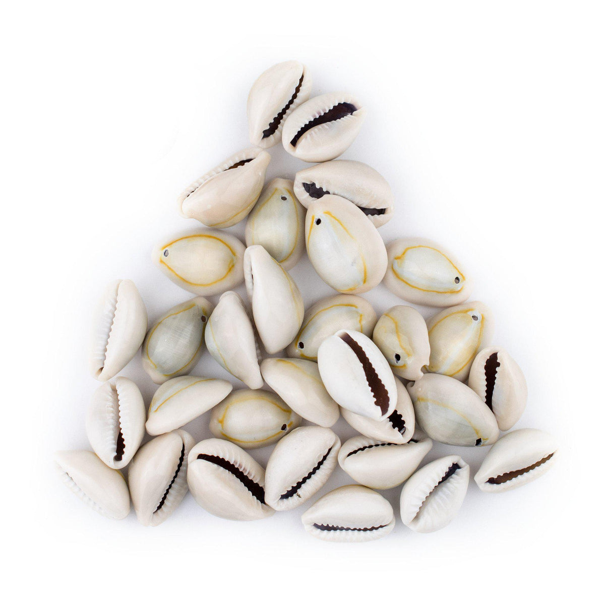 Bead, cowrie shell (natural), 15x7mm-25x12mm double-drilled, Mohs hardness  3-1/2. Sold per 130-gram pkg. - Fire Mountain Gems and Beads