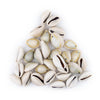 Drilled Cowrie Shells (Large)