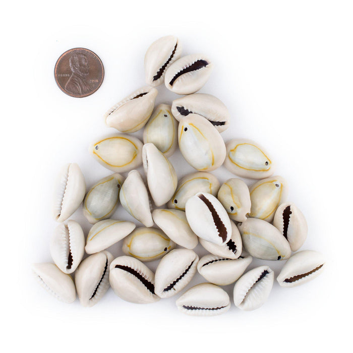 Crowei Shells Drilled Cowrie Shells (Large) — Ready-to-String Shells | The Bead Chest