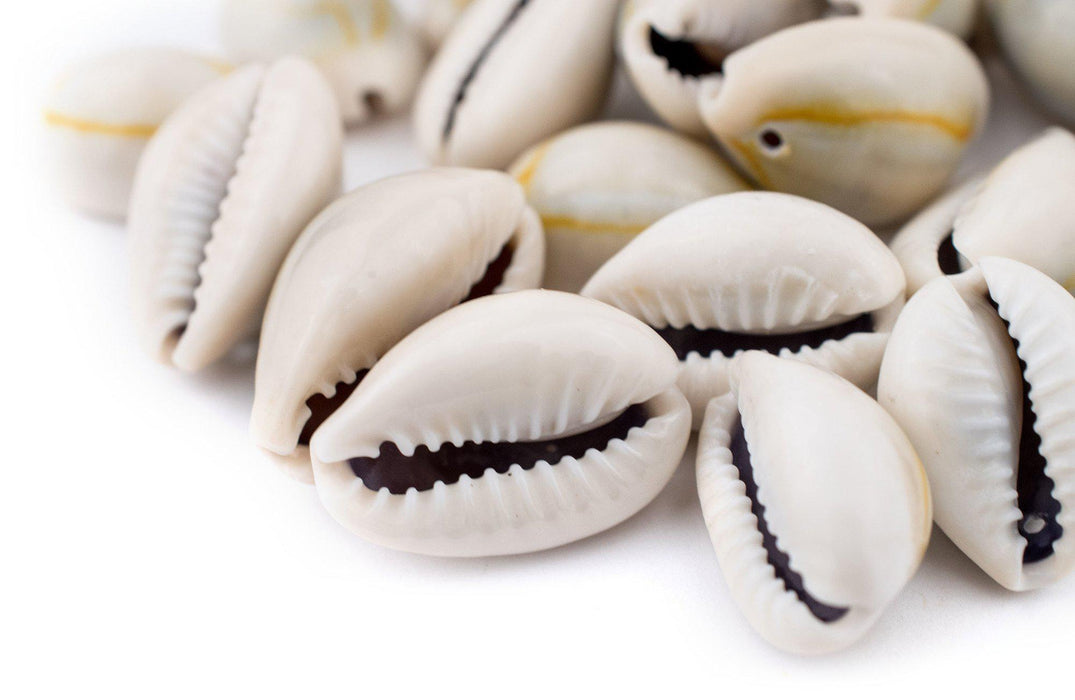 Drilled Cowrie Shells (Large) - The Bead Chest