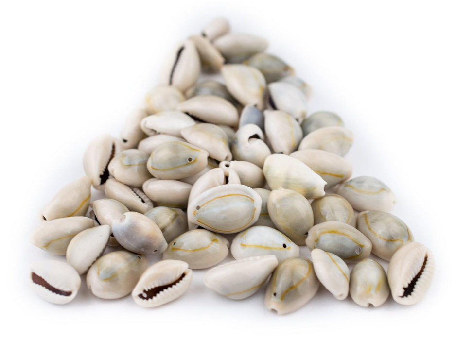 Crowei Shells Drilled Cowrie Shells (Medium) — The Bead Chest