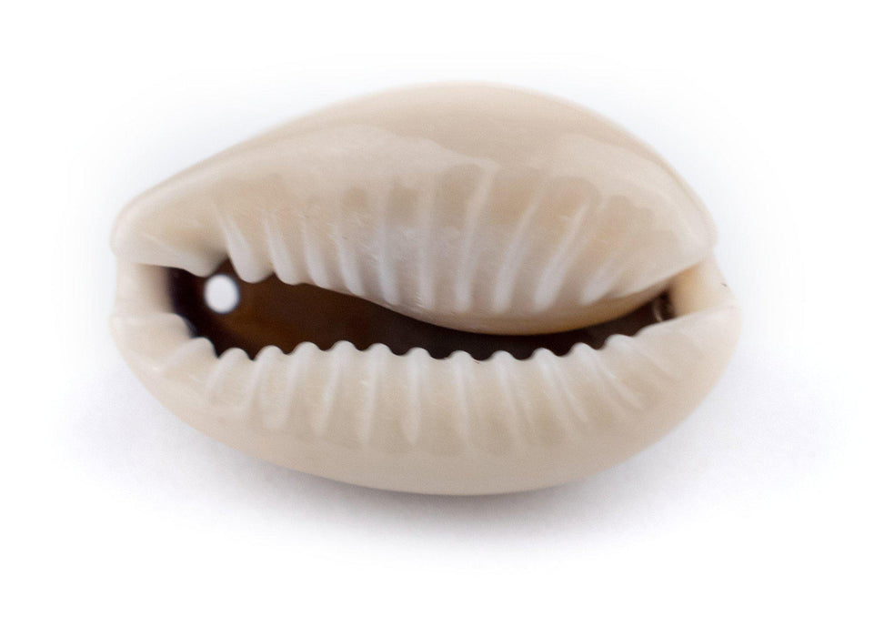 Drilled Cowrie Shells (Medium) - The Bead Chest