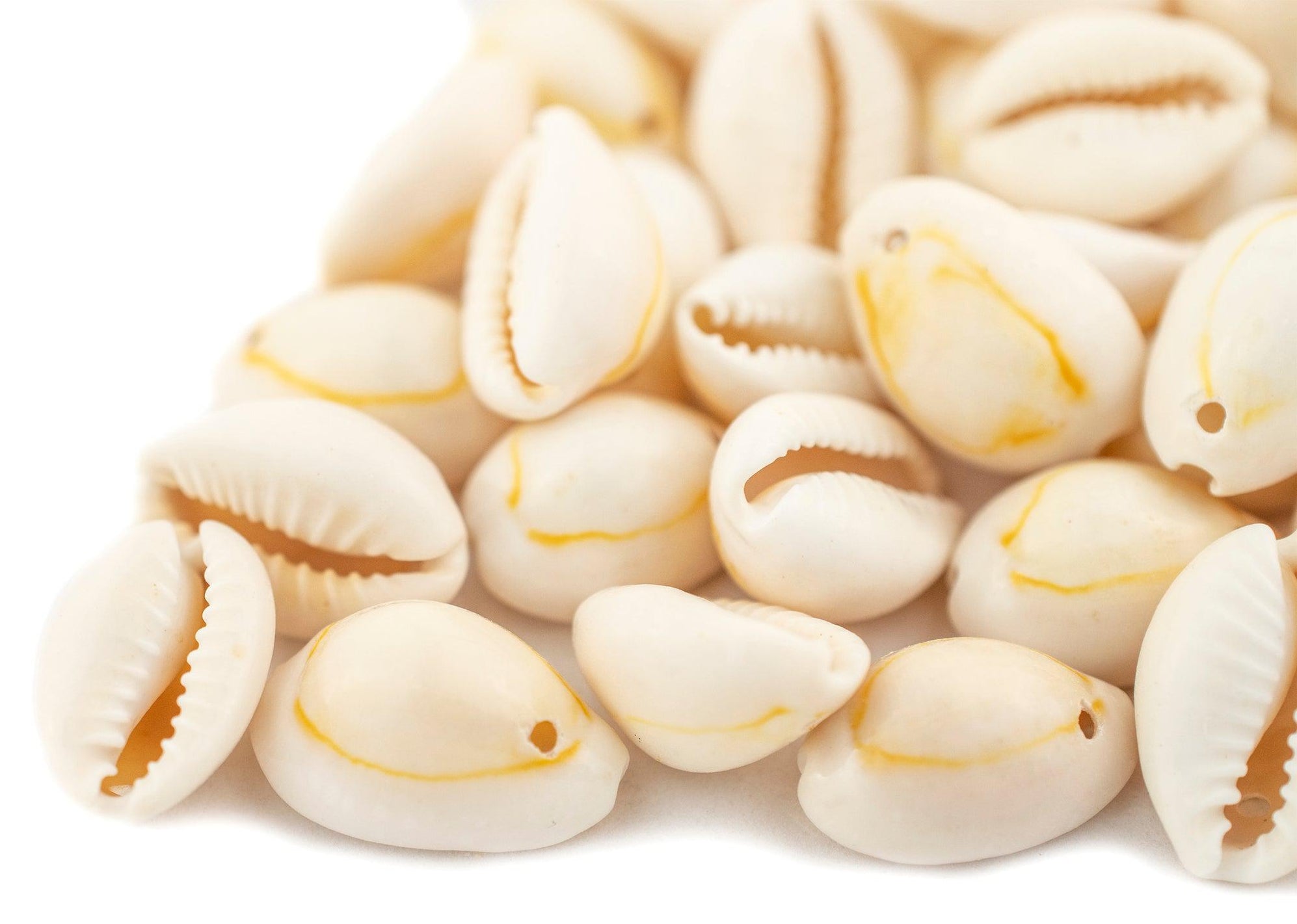 Beige Drilled Cowrie Shells (Large) — The Bead Chest