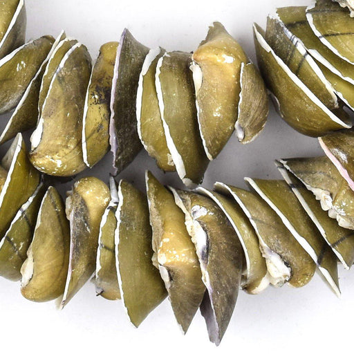 Jumbo Brown Ocean Shell Beads - The Bead Chest